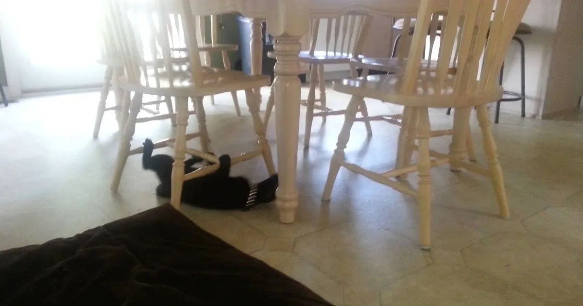 A black cat is partially hidden under a dining table with light-colored chairs.