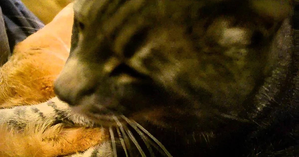 A close-up of a tiger's face and whiskers, showcasing its distinctive stripes and fur texture.