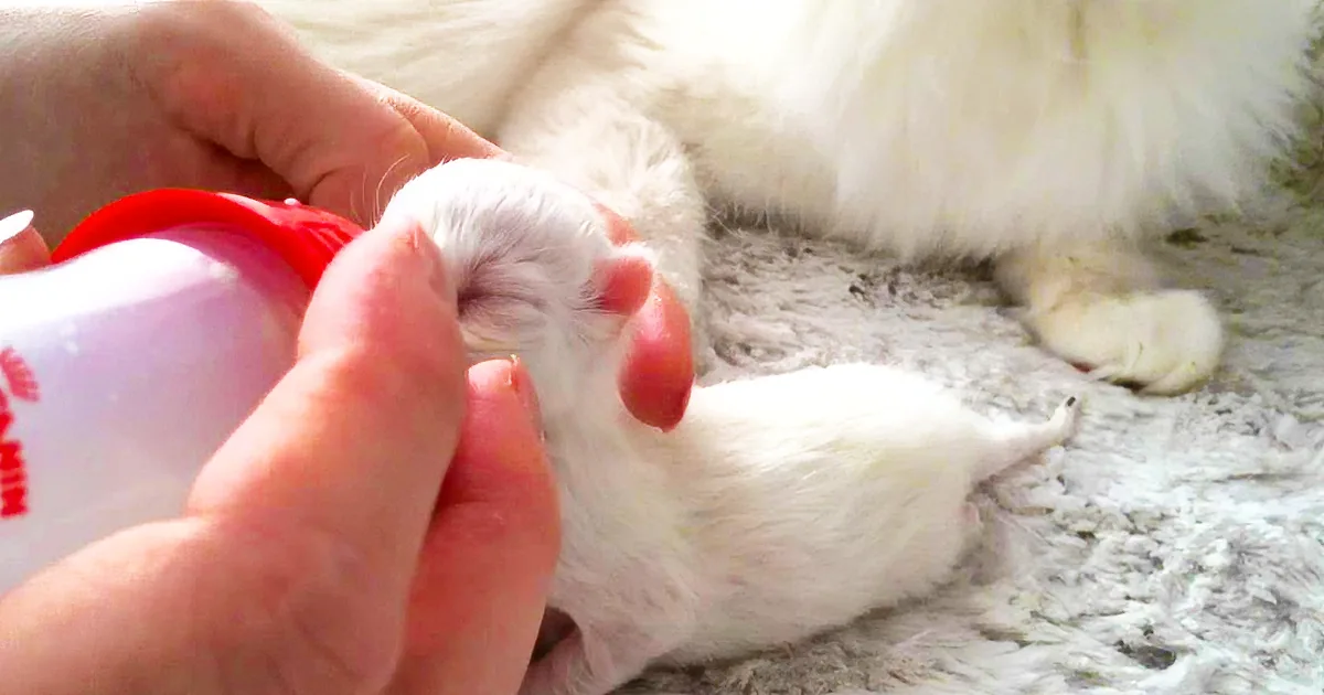 A person is feeding a small white kitten with a bottle.