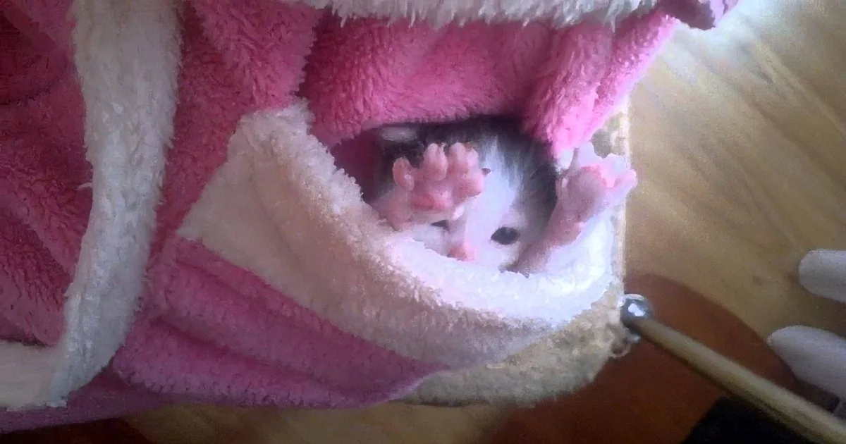 Kitten in Your Pocket? Yes! What Could Possibly Be More Perfect Than This? Too Cute for Words!!