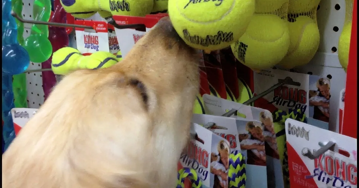 This Rescue Dog Was Abandoned and Abused, but Today She''s Picking out Her Very First Toy!