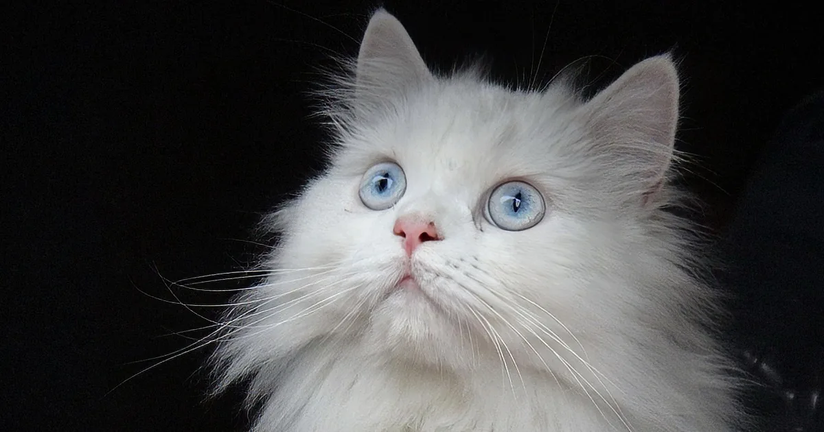 A fluffy white cat with striking blue eyes gazes upward against a dark background.