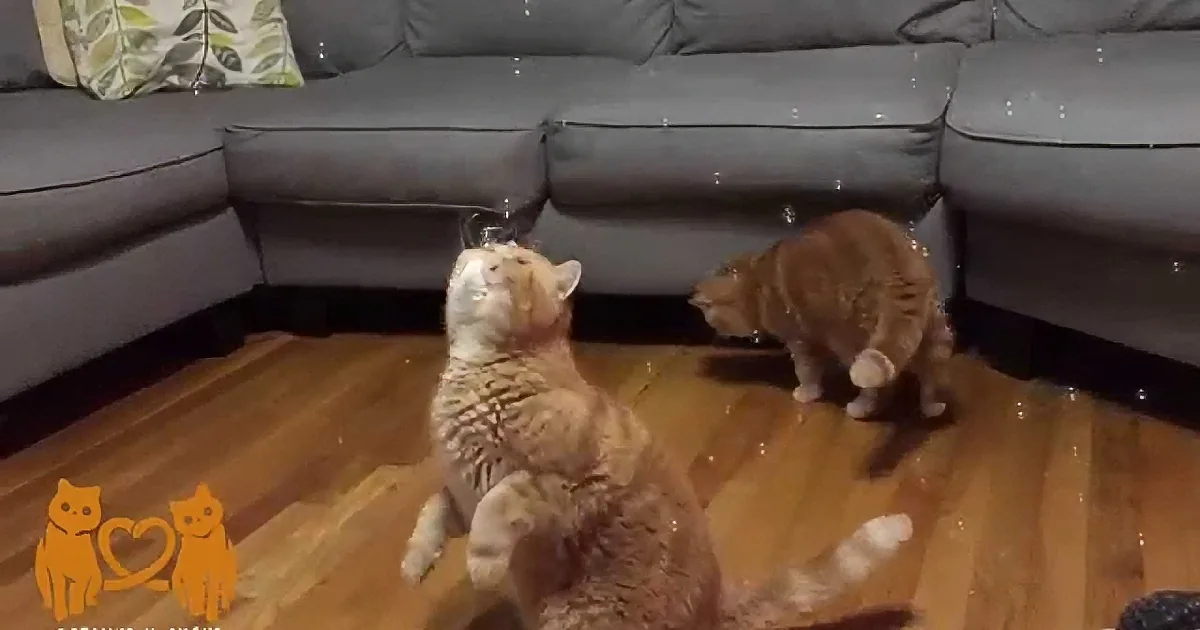 Three orange cats playfully interact on a wooden floor near a gray couch.