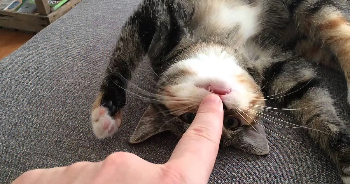 A cat lies on a couch, playfully interacting with a person's finger.