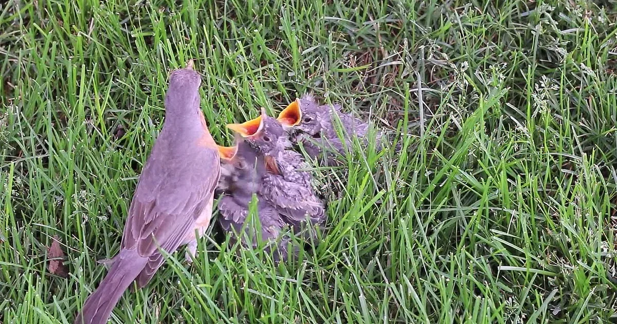 A bird feeds its chicks with open beaks on a grassy lawn.