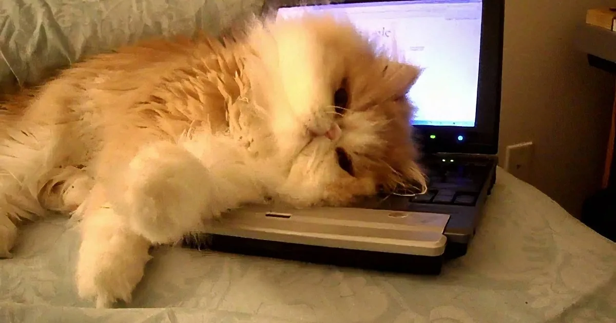 A fluffy white cat is lounging on a laptop keyboard, appearing relaxed and content.