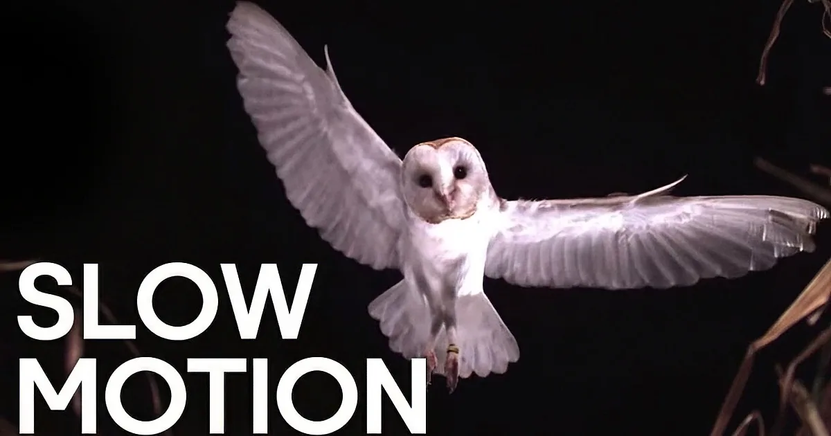 These Beautiful Birds Flying Majestically in Slow Motion Will Lift Your Spirits