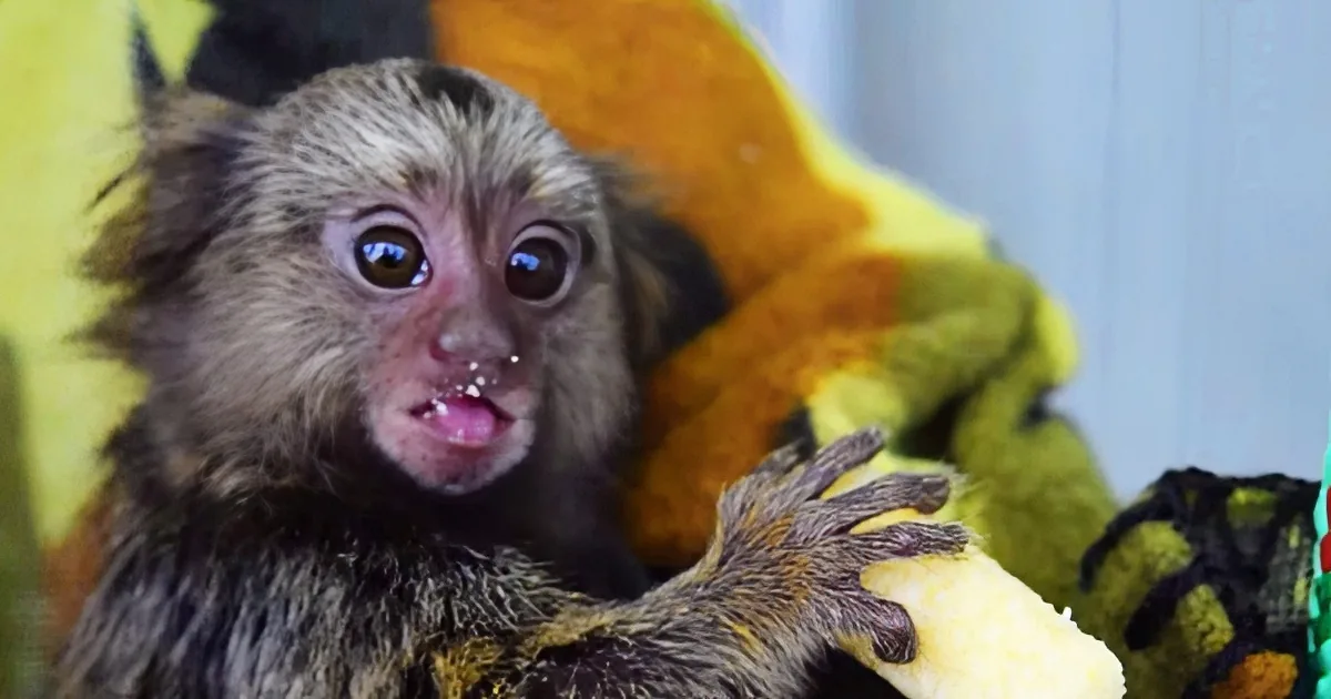 This Tiny Monkey Tries a Cheese Puff for the First Time. His Reaction? Too Cute for Words!
