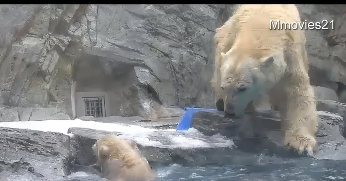 A polar bear and its cub are in a zoo enclosure, with the cub playing in the water and the adult bear observing.
