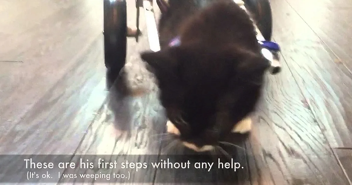 Watch This Heroic Little Kitty Walk for the First Time... God Bless His Heart!