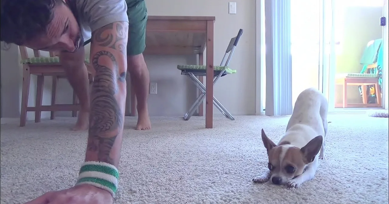 A man with tattoos bends down, reaching out to a small white and brown dog lying on a carpeted floor.