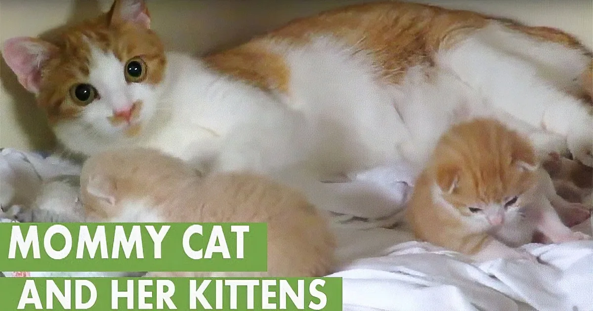 A mother cat with orange and white fur is nursing her kittens on a white blanket.