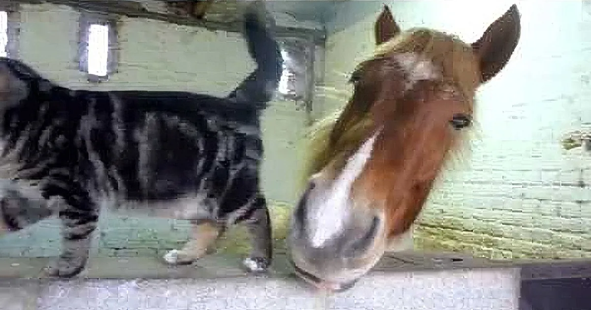 A cat and a horse are shown in separate images, with the cat appearing to be in a confined space and the horse in a...
