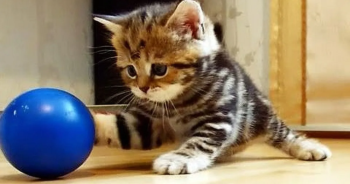 Paris Is One of the Cutest Internet Kitties Ever and When She Does This.... OMG. My Heart Melted!