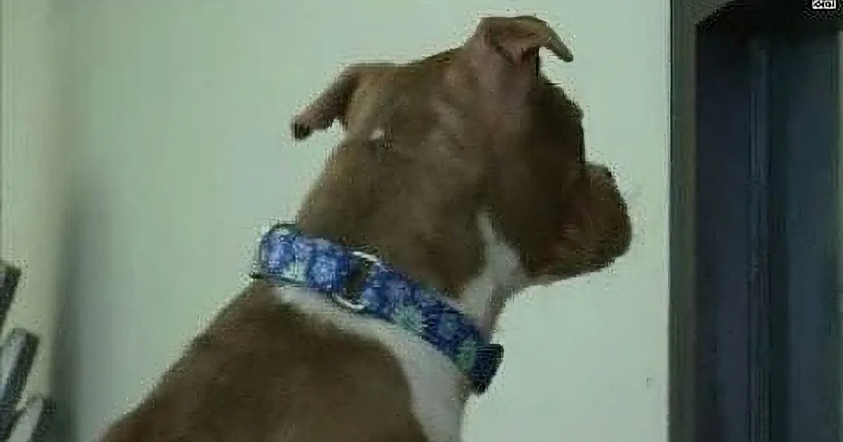 Rosie, a Deaf Pit Bull Finds the Perfect Owner. Get Those Tissues out Everyone!