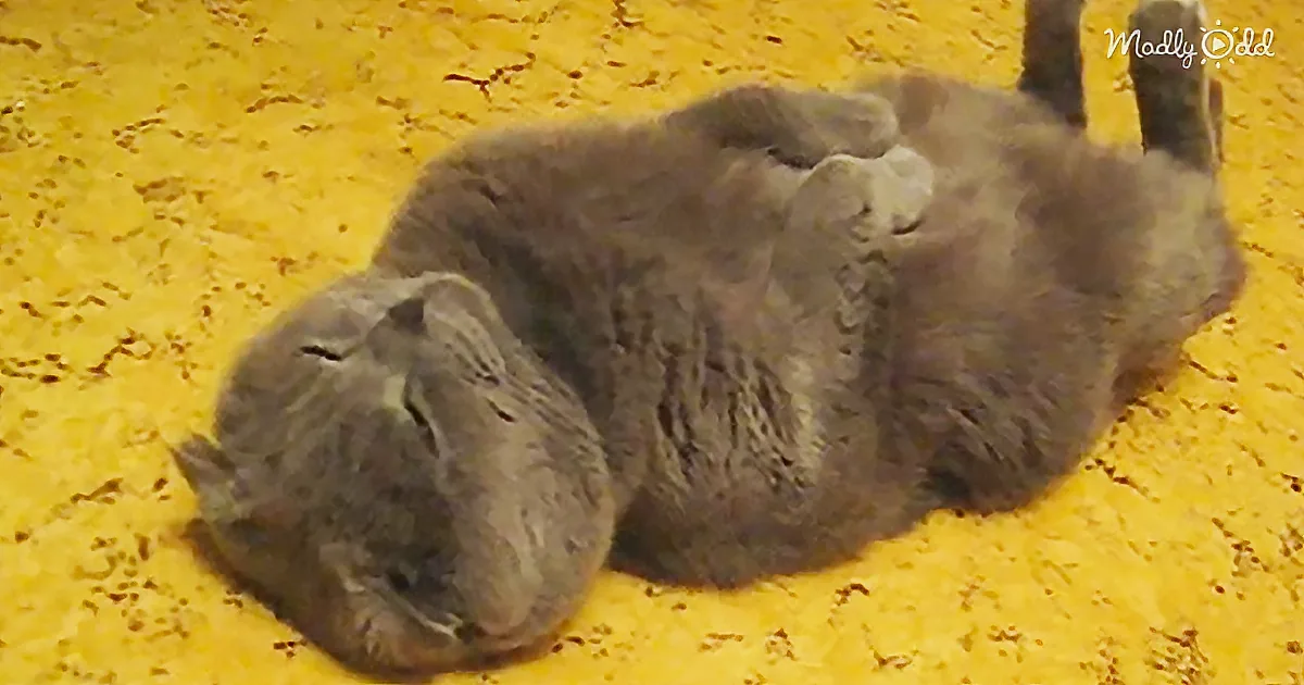 When This Scottish Fold Cat Curls up on the Floor to Sleep, His Positions Are Priceless
