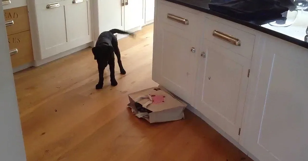 Kitty and Doggie Are Playing Hide and Seek, but When This Happened, I Lost It! Cute!