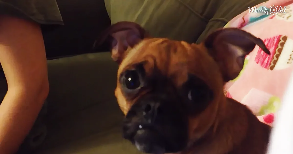 Man Captures His Puppy''s Adorable Reaction to ''The Lion King'' Movie