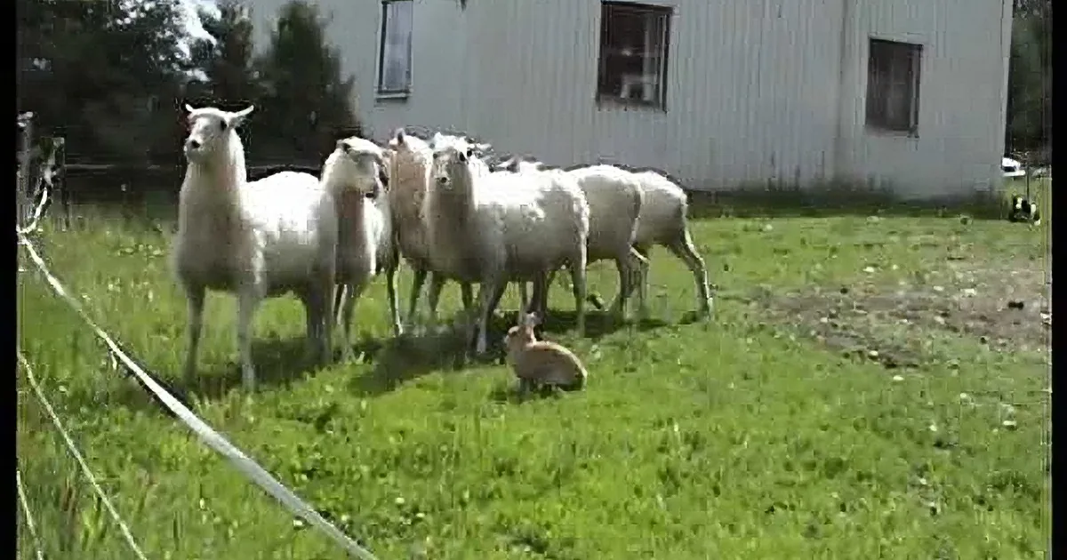 A group of sheep stands on a grassy field near a white barn, with a small rabbit in the foreground.