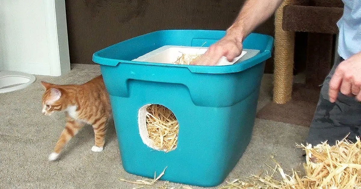 How to Keep Neighborhood Cats Warm This Winter? Her Solution Is Remarkably Simple.