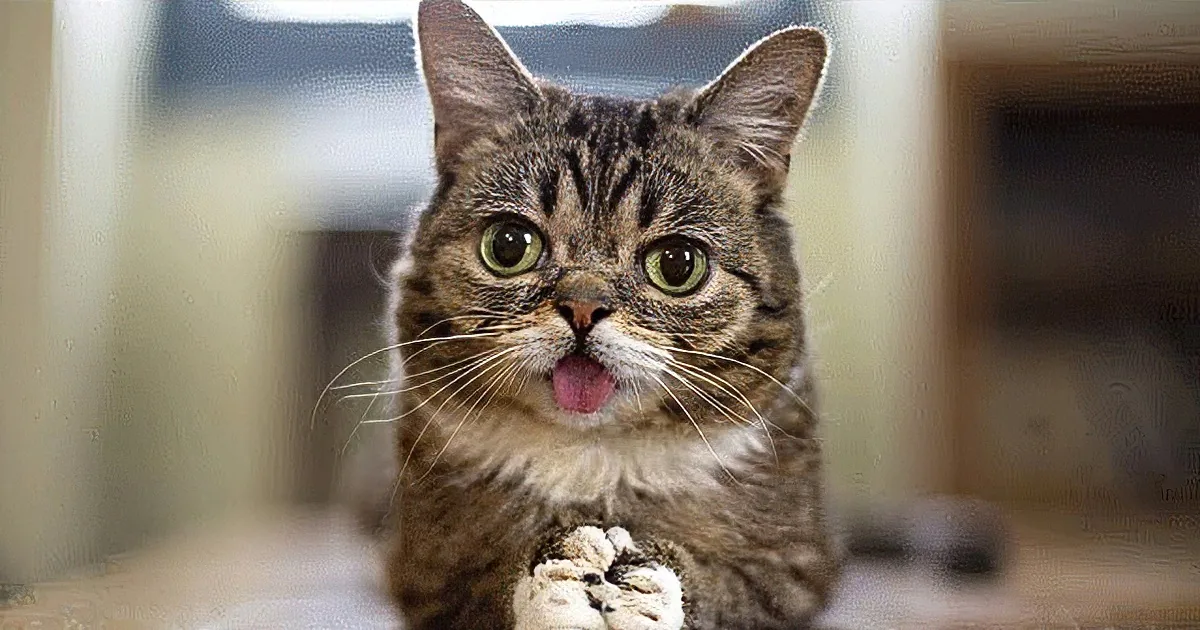 Meet Lil Bub, the Incredibly Cute Internet Cat Who Is Different Than All the Others, in so Many Ways