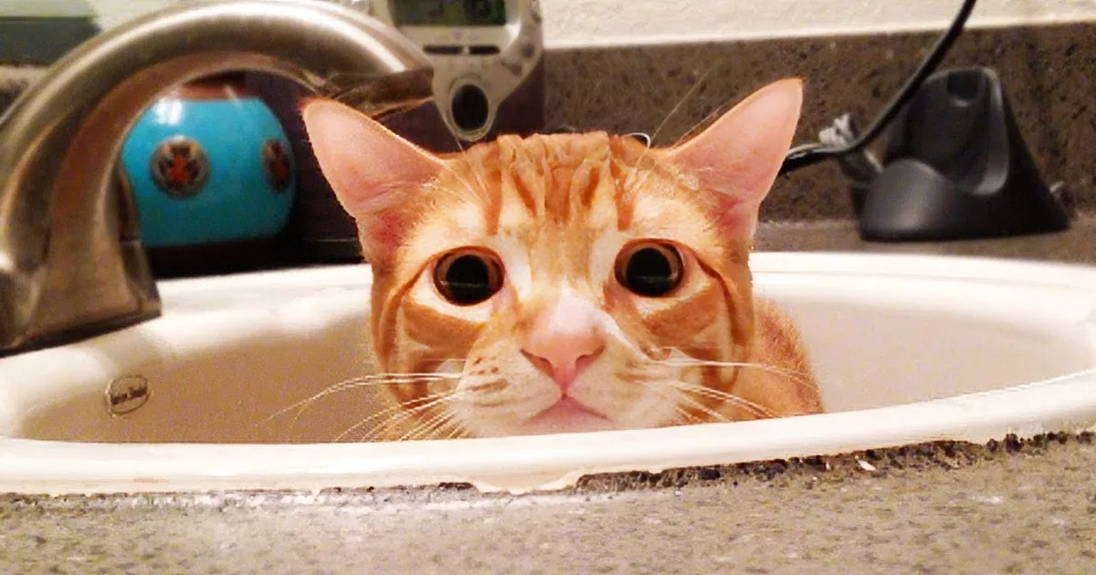 An orange tabby cat with wide eyes is peeking out from a white sink, looking directly at the camera.