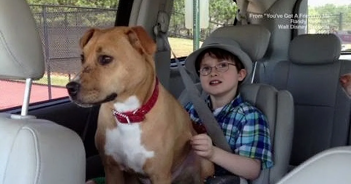 A dog and a boy are both in car seats, with the boy wearing a seatbelt and glasses.