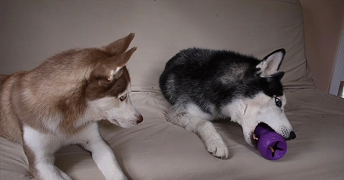 Husky Won''t Share Toy With His Brother, but When This Happens? OMG... Too Funny!
