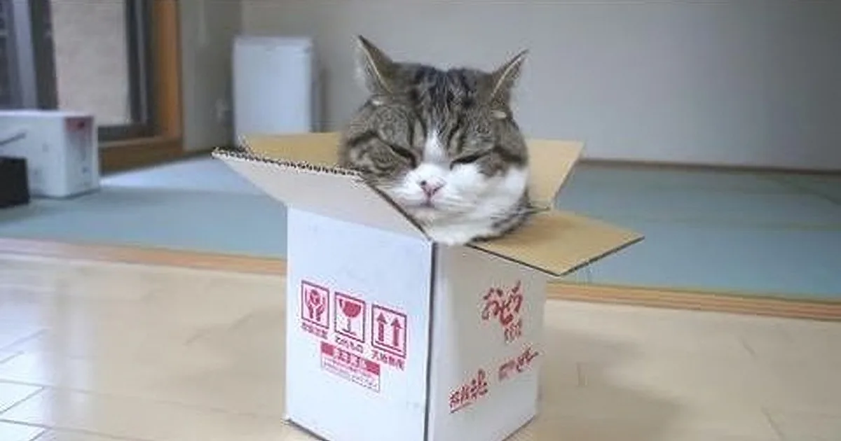 What Happens When You Give a Small Box to a Cat? Exactly What You Would Expect! Too Funny!