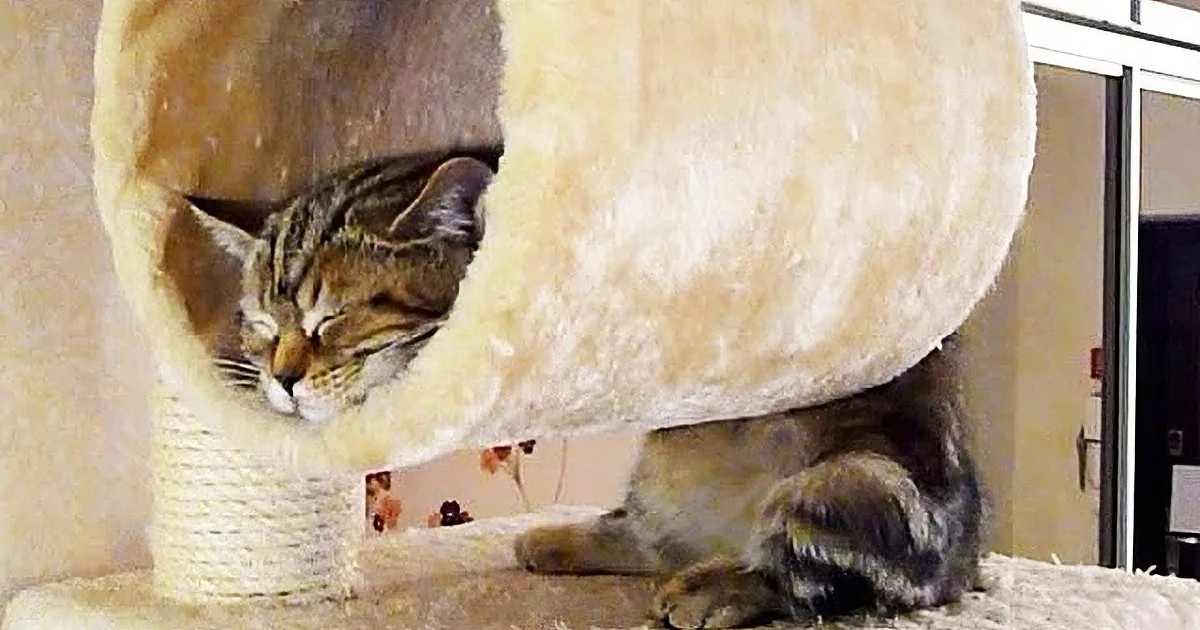 A tabby cat is sleeping peacefully in a cozy, beige cat bed on a scratching post.