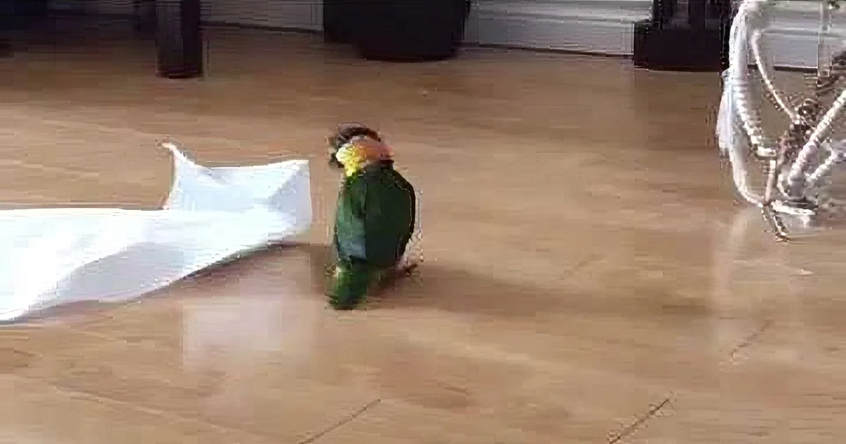 A colorful parrot stands on a wooden floor near a white paper towel.