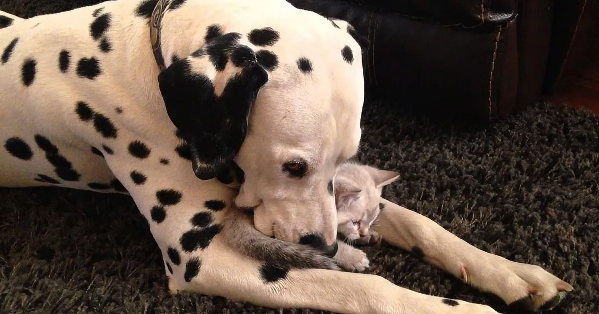 A Dalmatian dog with black spots is lying on a dark carpet, licking its paw.