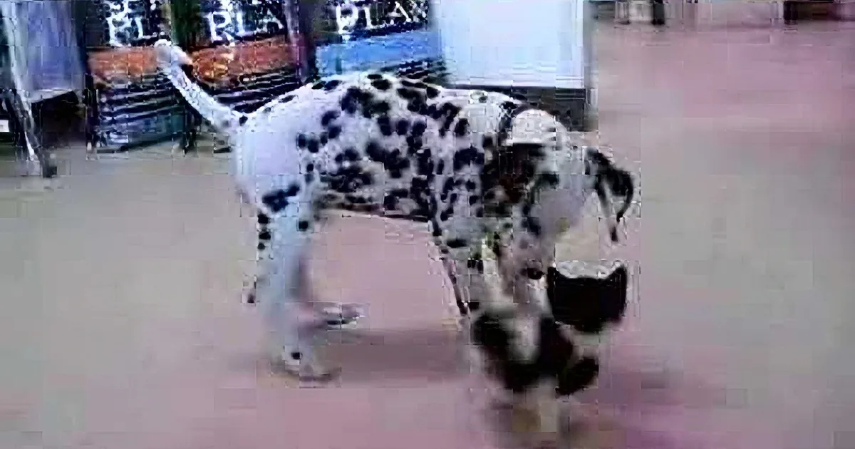 A Dalmatian dog is standing on a floor, looking down at something, with its tail slightly raised.