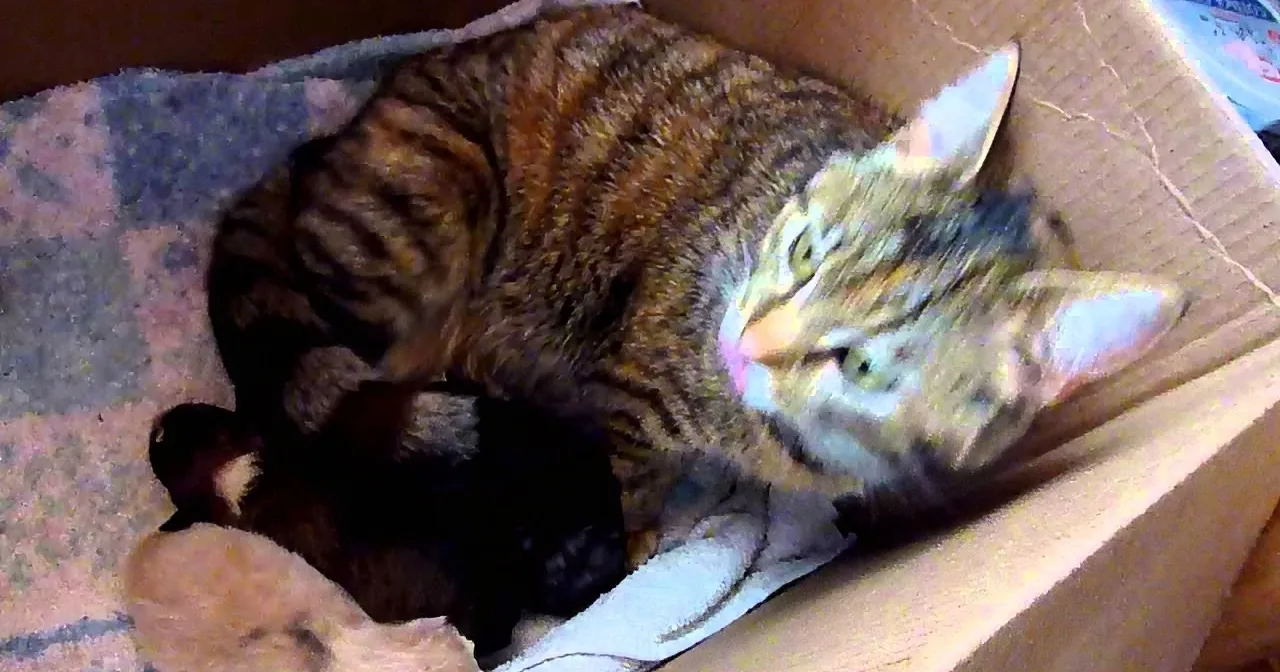 A tabby cat is curled up in a cardboard box, appearing relaxed and comfortable.