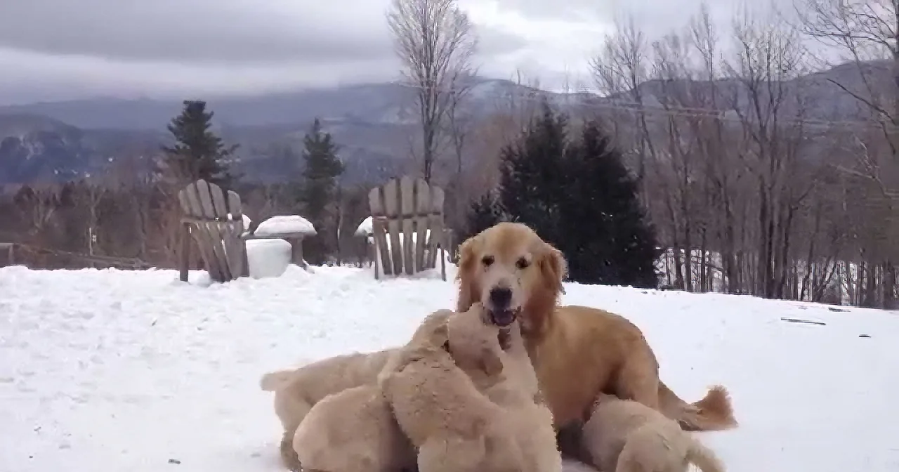 Golden retriever and her puppies playfully pile up in the snow.