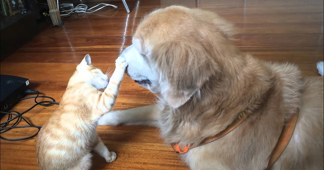 Watch This Adorable Kitten Growing up With His Doting Doggie Best Brother... Too Cute for Words!