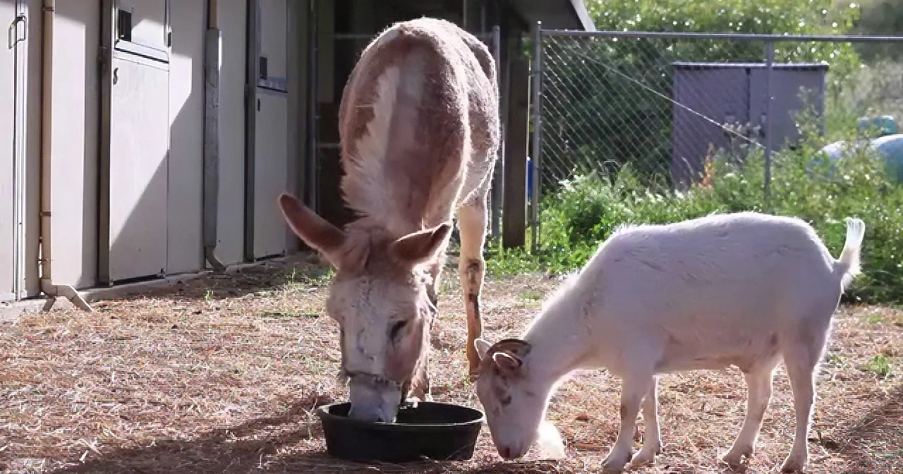A donkey and a white goat are eating from a bowl on the ground in a fenced area.