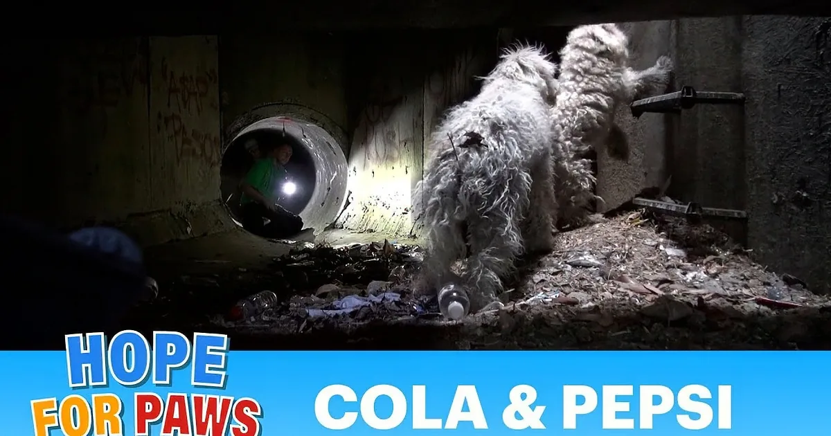 A Pair of Homeless Dogs Were Living Under the Freeway. See What Rescuers Did!