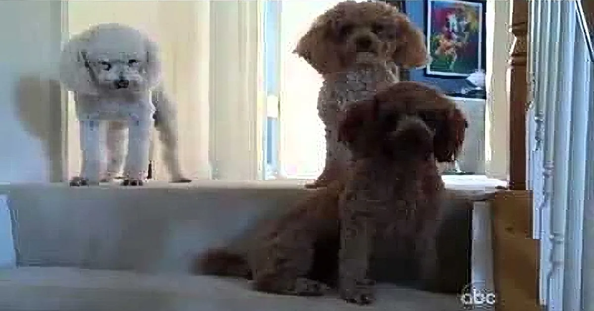 Mom Gets Home to Find a Mess. When She Asks Her Dogs Who Did It? Hilarious!