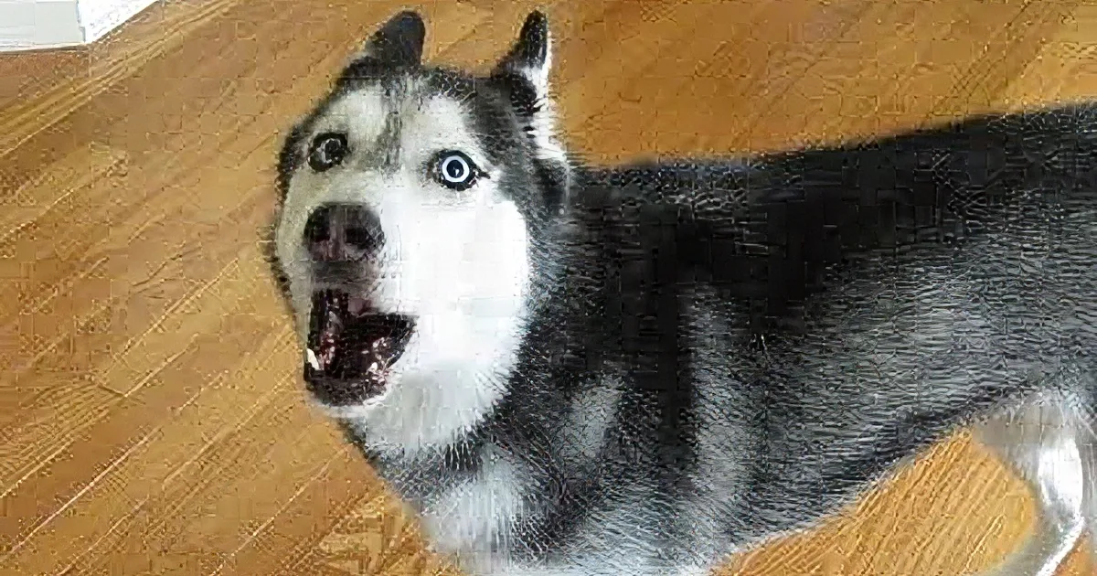 See This Husky's Response to Her Dad Saying 'I Love You.'