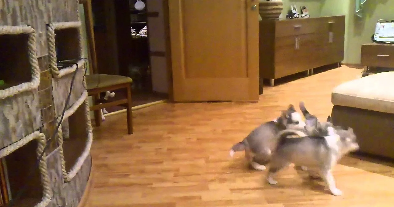 These Puppies Sure Are a Handful! See How Mom Handles Them!