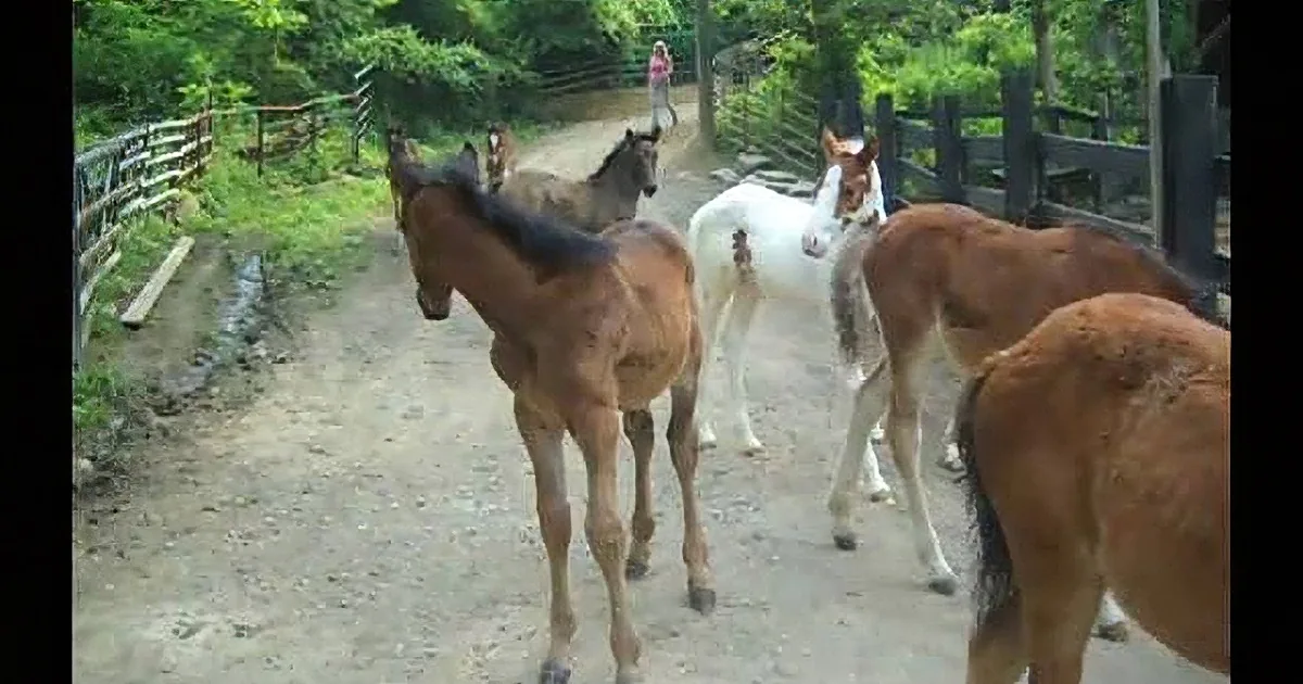 These Poor Horses Would Be Dead Now if This Woman Hadn't Done This! Wow!