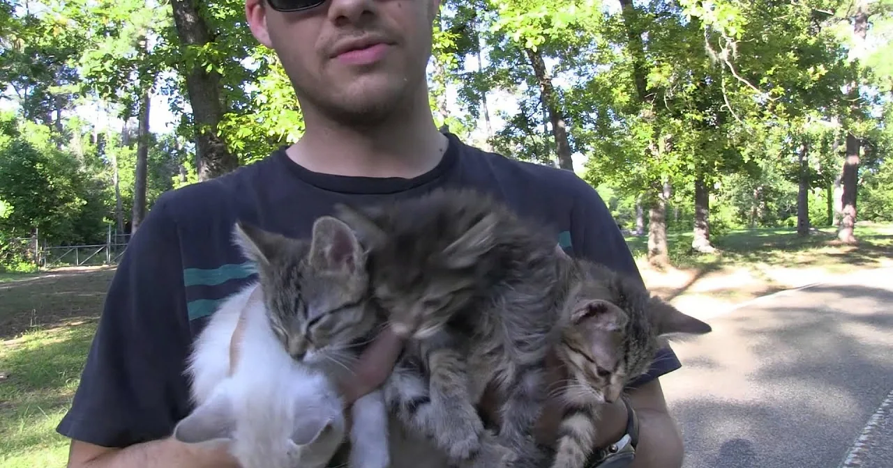They Stumbled Upon Abandoned Kittens and What They Did Afterwards Will Leave You Shocked!