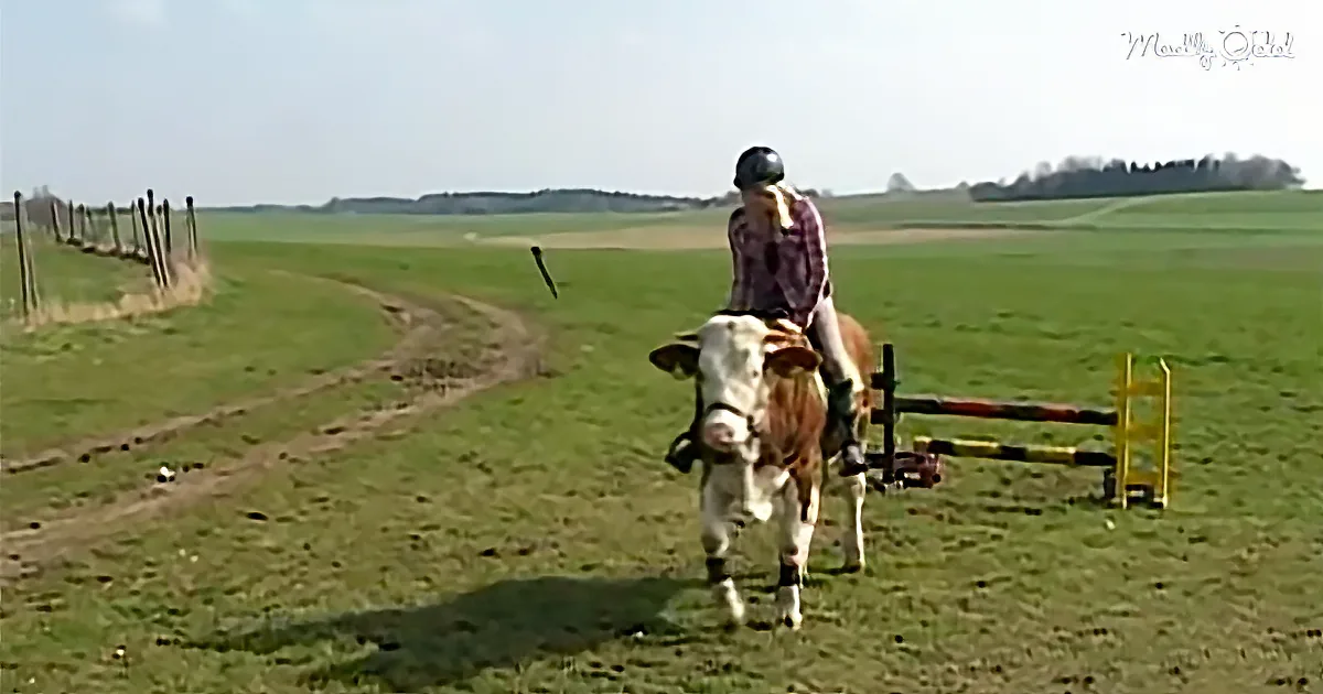 A person in a helmet rides a cow in a grassy field near a fence and obstacle.