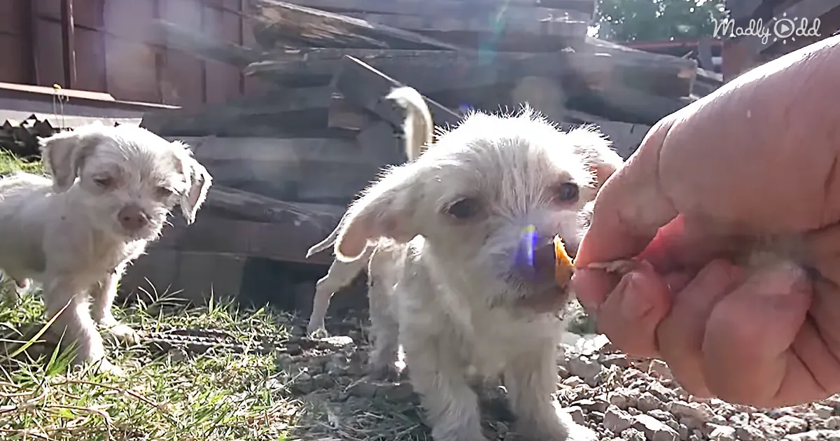 A hand feeds a small, scruffy white puppy while another puppy watches nearby in a sunny outdoor setting.