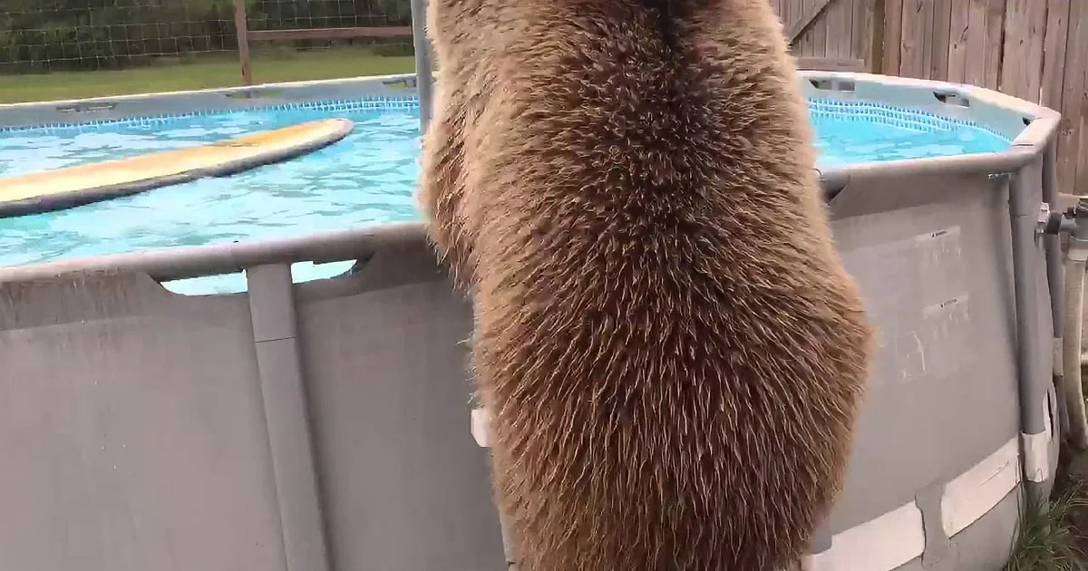A bear stands at the edge of an above-ground pool, its back and tail visible.