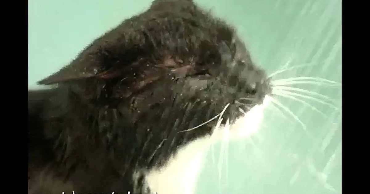This Cat Is Getting Soaking Wet, but What She Does Next Will Have You in Awe... Absolutely Adorable!