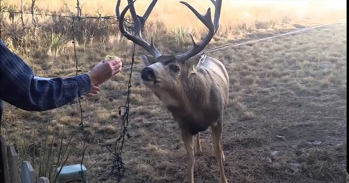This Couple Walked Past Christmas Decorations When They Realized the Deer Was Real! Wow!