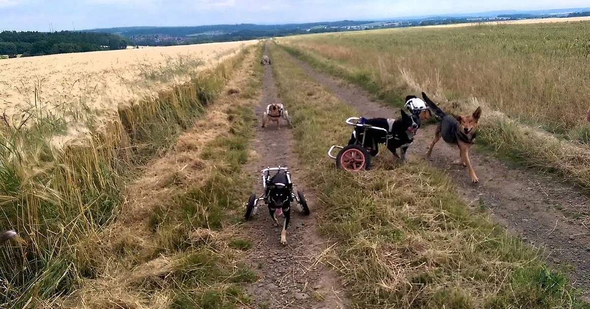Dogs in wheelchairs walk along a dirt path through a field, with one dog running ahead.