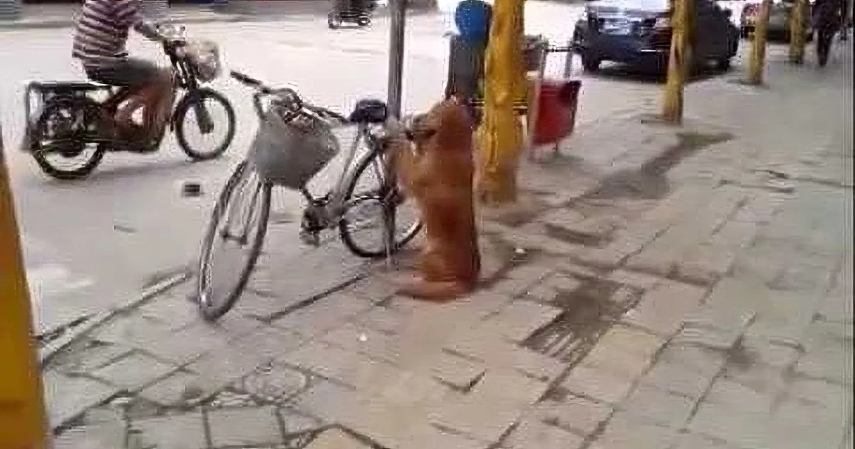 A dog sits patiently on a sidewalk next to a bicycle, with a person on a motorbike in the background.